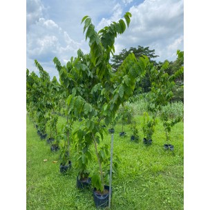 Baphia nitida (Camwood)