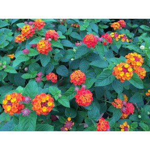 Lantana camara 'Hybrida'