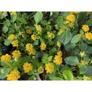 Lantana camara 'Sundancer'