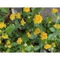 Lantana camara 'Sundancer'