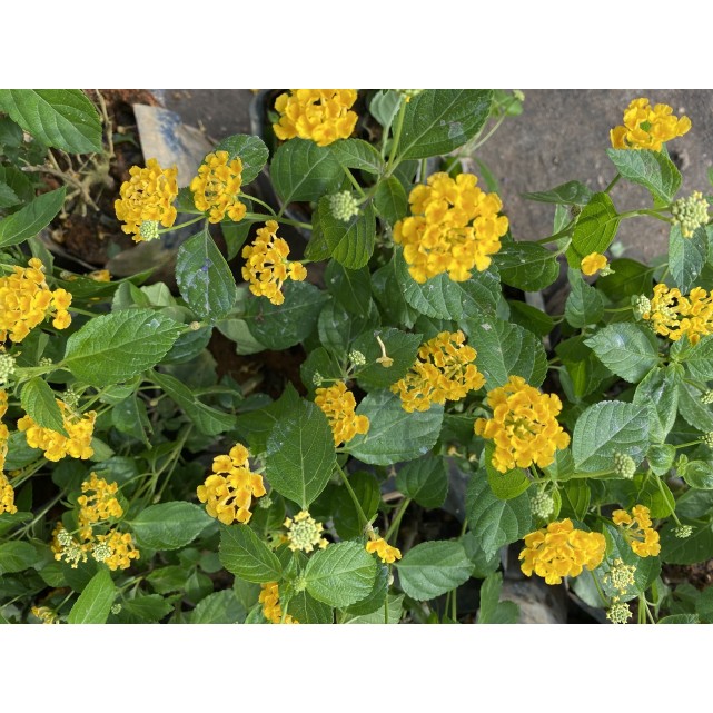 Lantana camara 'Sundancer'