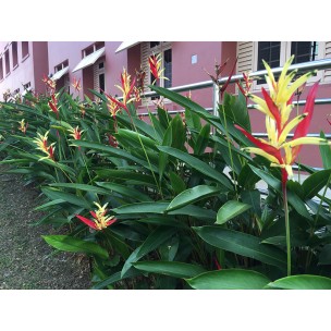 Heliconia psittacorum 'Lady Di'