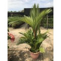 Cyrtostachys renda (Lipstick Palm)