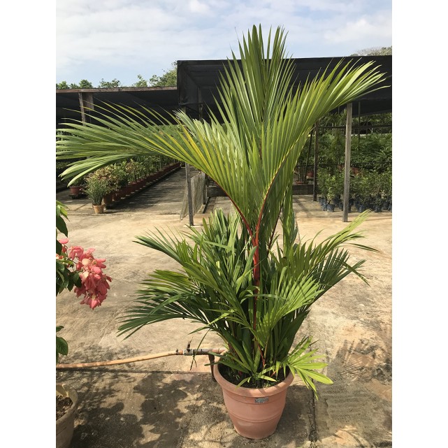 Cyrtostachys renda (Lipstick Palm)