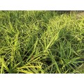 Pandanus pygmaeus (Pygmy Screwpine)