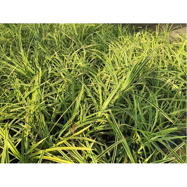 Pandanus pygmaeus (Pygmy Screwpine)