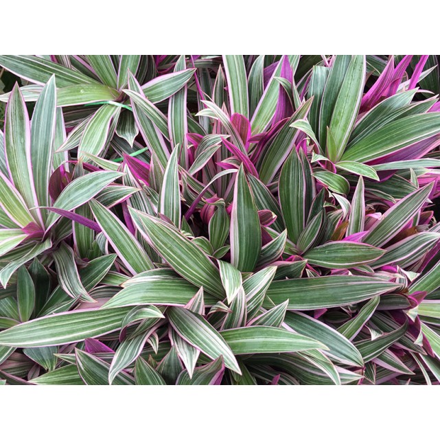 Tradescantia spathacea 'Dwarf tricolor' (Dwarf Variegated Boat Lily)