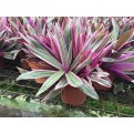 Tradescantia spathacea 'Dwarf tricolor' (Dwarf Variegated Boat Lily)