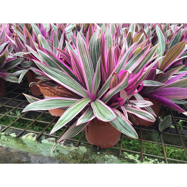 Tradescantia spathacea 'Dwarf tricolor' (Dwarf Variegated Boat Lily)