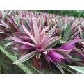 Tradescantia spathacea 'Dwarf tricolor' (Dwarf Variegated Boat Lily)
