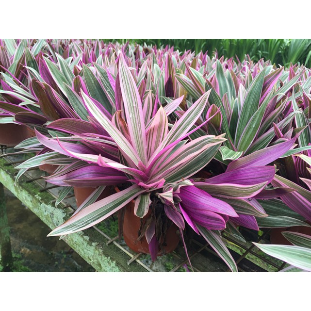 Tradescantia spathacea 'Dwarf tricolor' (Dwarf Variegated Boat Lily)