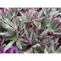 Tradescantia spathacea 'Dwarf tricolor' (Dwarf Variegated Boat Lily)