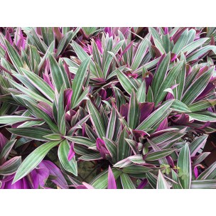 Tradescantia spathacea 'Dwarf tricolor' (Dwarf Variegated Boat Lily)