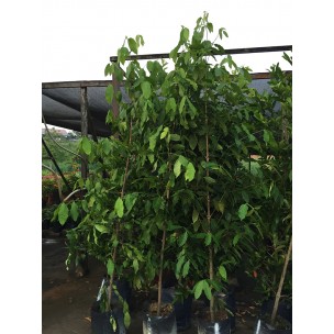 Pouteria obovata (Sea Gutta)