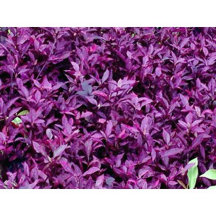 Pseuderanthenum 'Jessica'