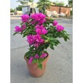 Bougainvillea 'Elizabeth Angus'