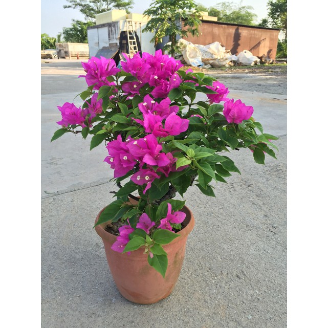 Bougainvillea 'Elizabeth Angus'