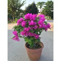 Bougainvillea 'Elizabeth Angus'