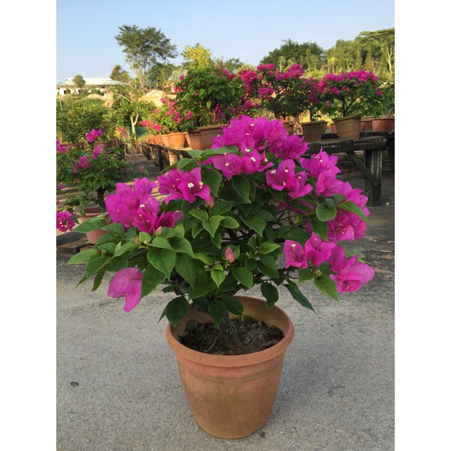 Bougainvillea 'Elizabeth Angus'