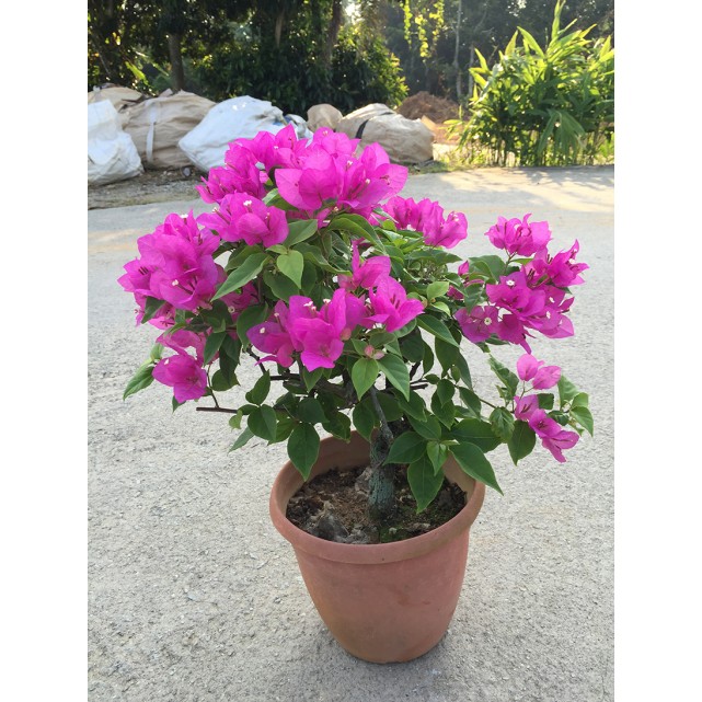 Bougainvillea 'Elizabeth Angus'