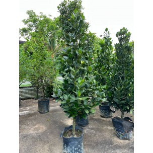 Garcinia subelliptica (Happiness Tree) (2.0m to 2.5m height)