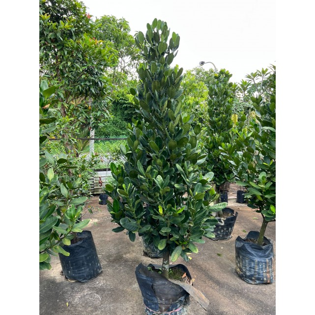 Garcinia subelliptica (Happiness Tree) (2.0m to 2.5m height)