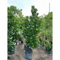 Garcinia subelliptica (Happiness Tree) (2.0m to 2.5m height)