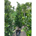 Garcinia subelliptica (Happiness Tree) (2.0m to 2.5m height)