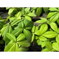 Costus osae (Red Rose Ginger)