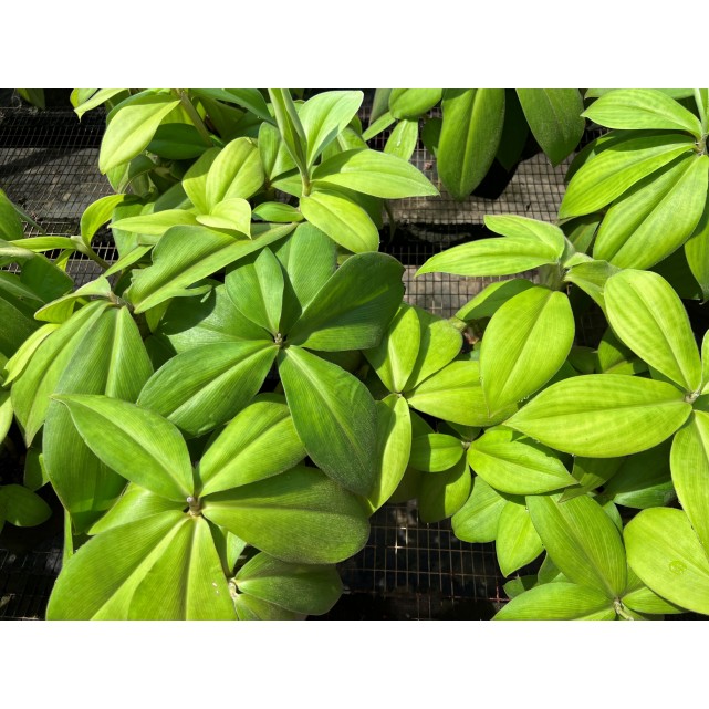 Costus osae (Red Rose Ginger)