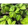 Costus osae (Red Rose Ginger)