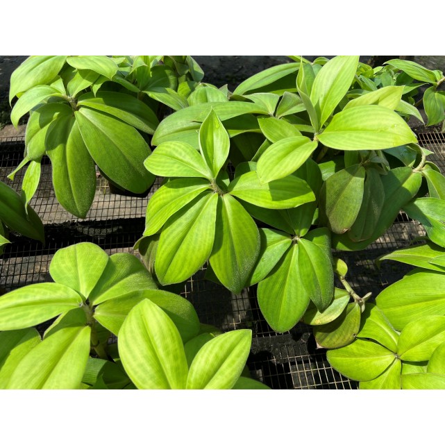 Costus osae (Red Rose Ginger)