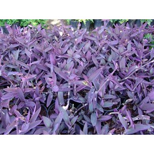 Tradescantia pallida 'Purple Heart'