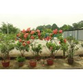 Mussaenda erythrophylla 'Dona Luz'
