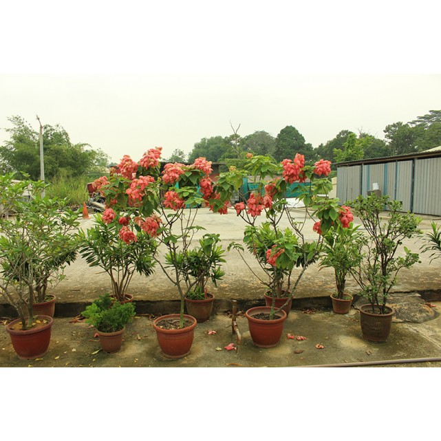 Mussaenda erythrophylla 'Dona Luz'