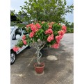 Mussaenda erythrophylla 'Dona Luz'