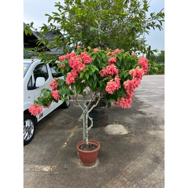 Mussaenda erythrophylla 'Dona Luz'