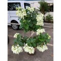 Mussaenda philippica 'Aurorae'
