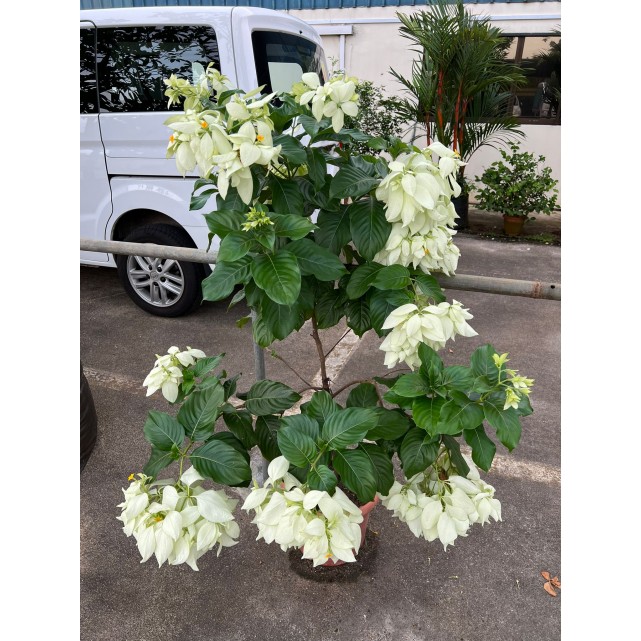 Mussaenda philippica 'Aurorae'