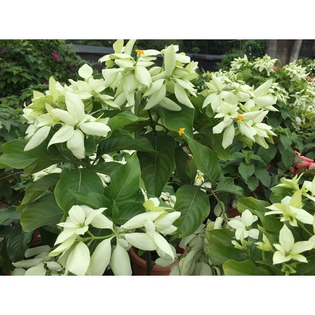 Mussaenda philippica 'Aurorae'