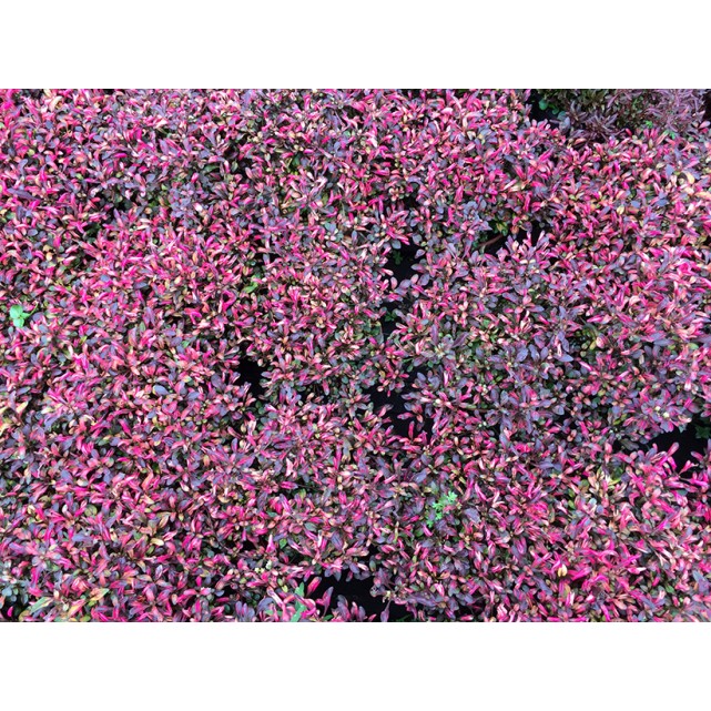 Alternanthera Cultivar