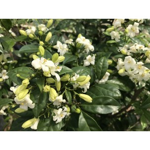 Murraya paniculata (Orange Jessamine)