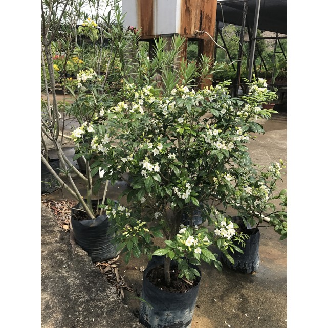 Murraya paniculata (Orange Jessamine)