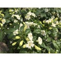 Murraya paniculata (Orange Jessamine)