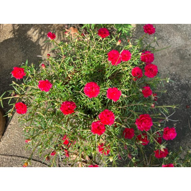 Portulaca grandiflora (Japanese Rose)