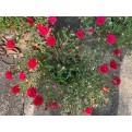Portulaca grandiflora (Japanese Rose)