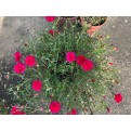 Portulaca grandiflora (Japanese Rose)