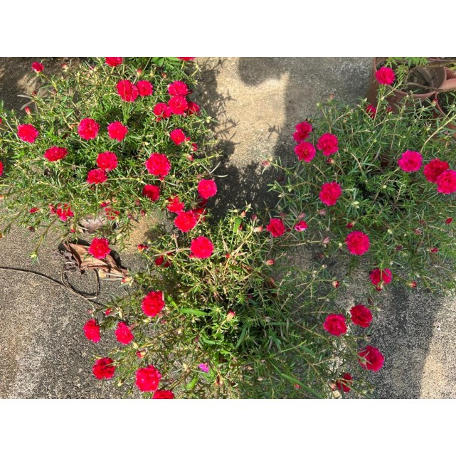 Portulaca grandiflora (Japanese Rose)