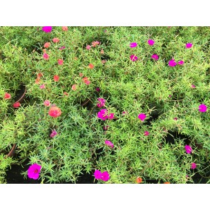Portulaca grandiflora (Japanese Rose)