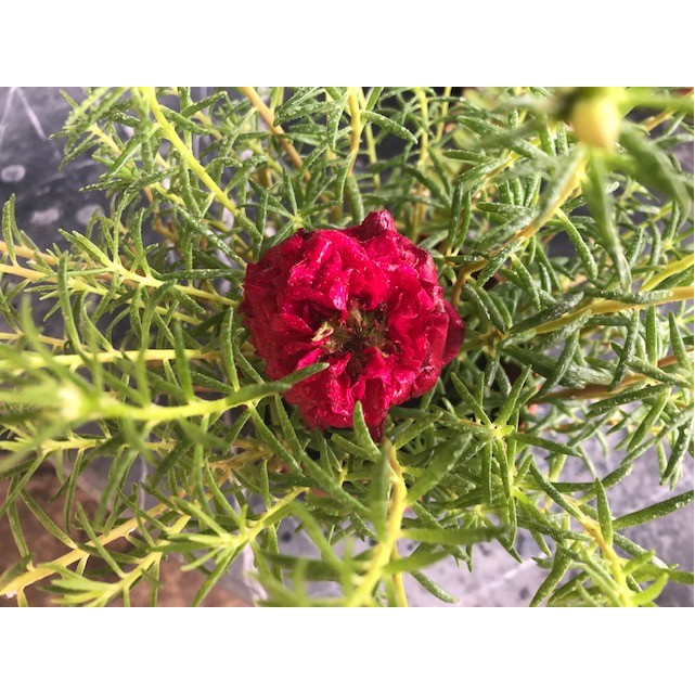 Portulaca grandiflora (Japanese Rose)
